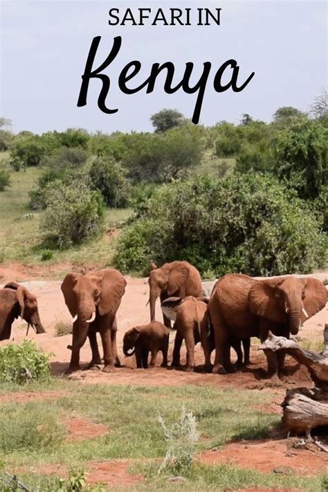 Ultimate Guide To Doing A Safari In Kenya Tsavo East National Park