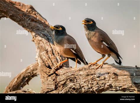 Indian Minor Bird Stock Photo Alamy