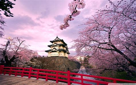 Japan Cherry Blossom Desktop Wallpapers Top Free Japan Cherry Blossom