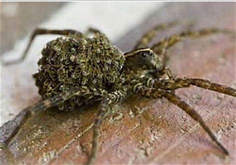 Biting Spiders In Indiana Poisonous And Venomous Spiders Snakes And