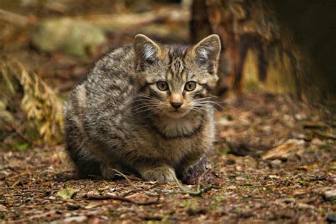 See Adorable Scottish Wildcat Kittens Which Are Key To Species Survival