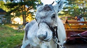 A Baby Reindeer's First Christmas - All 4