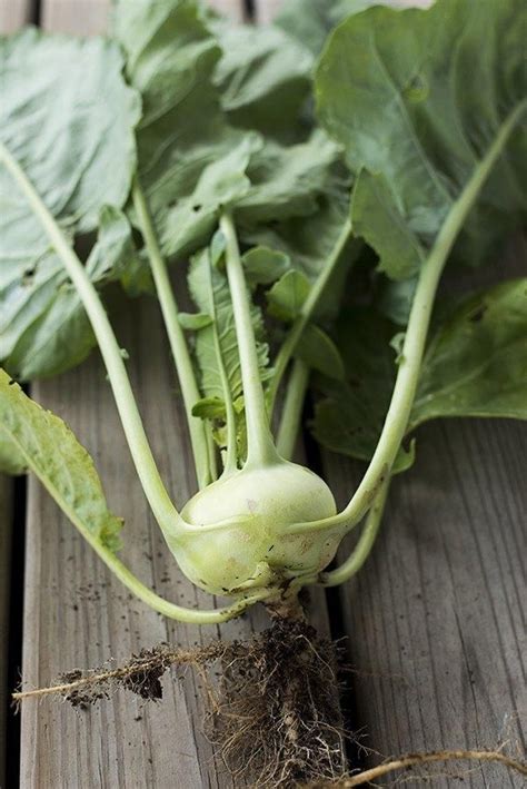 Winner Kohlrabi F1 Hybrid 50 Days Kohlrabi Garden Seeds Seeds