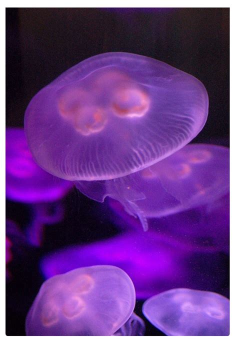 Purple Jellyfish What Colors Criaturas Marinhas Imagens