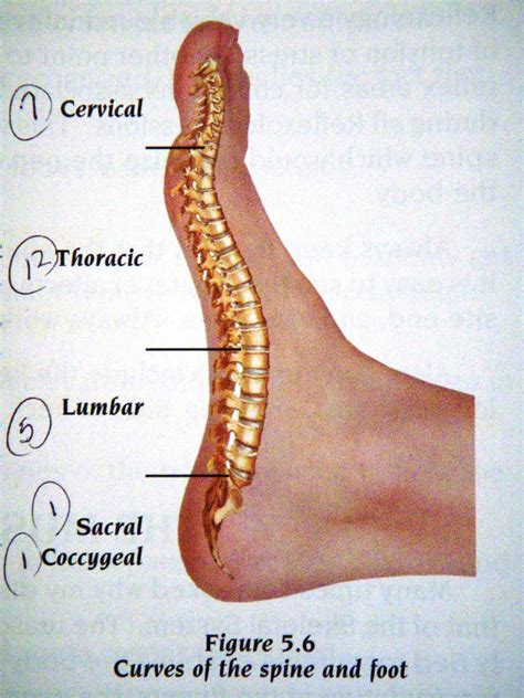 All Of The Spinal Reflexes Are Mapped In The Feet Yelp