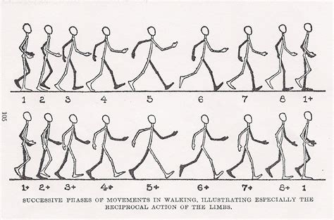 Animation Techniques 2d Walk Cycle
