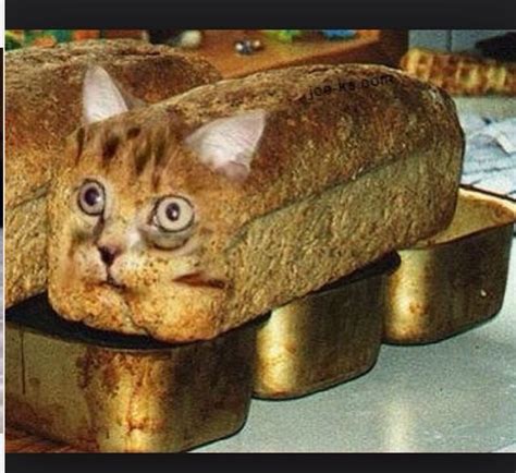 Cat Loaf Cute Cats Funny Cats Fun Funny Funny Humor Funny Stuff