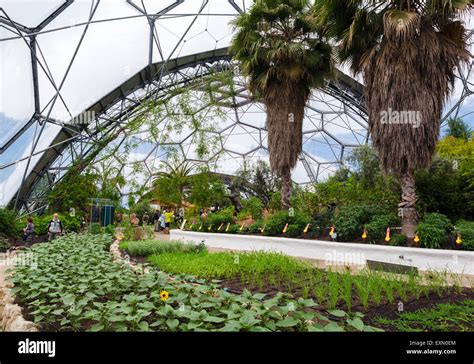 The Mediterranean Biome At The Eden Project Bodelva Near St Austell