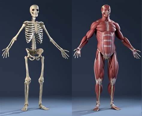 Skeleton With Muscles Model Explore The Human Body In Detail An Tâm