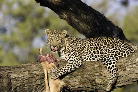 These african animals are on two main subspecies, which live in the forest and savannah. An Exhaustive List of African Animals With Some Stunning Photos