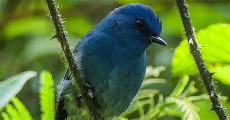 Ooty And The Nilgiris Tamil Nadu—short Birding Break Bubo Birding
