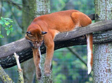 Their bones are sometimes ground into a powder to be given to children for fevers. The Asian Golden Cat - kimcampion.com