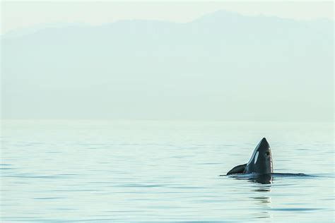 Spyhopping Orca From Pod Of Resident Photograph By Stuart Westmorland