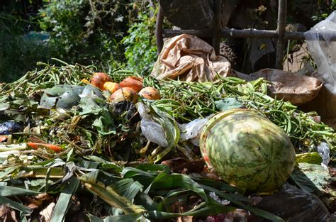 El Desperdicio De Alimentos Es Caro Y Daña Al Ambiente América Latina