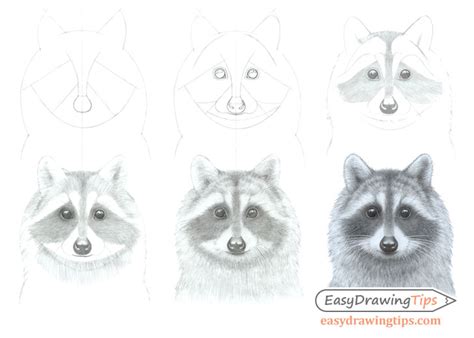 Https://techalive.net/draw/how To Draw A Raccoon Face