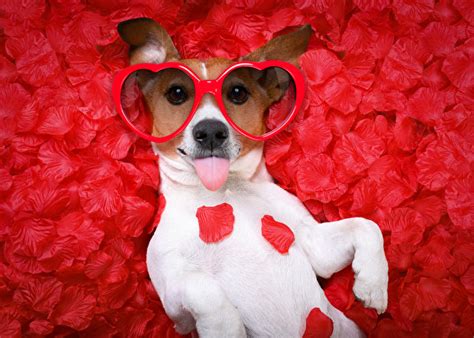 Image Valentines Day Jack Russell Terrier Dogs Heart