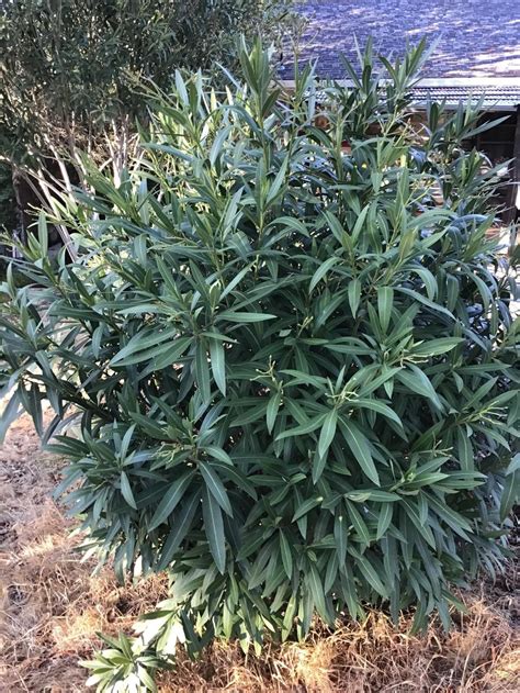 Oleander Care In Pots What Are Oleander Hardiness Zones How Cold