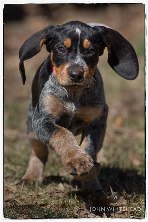Blue Tick Puppies National Bluetick Coonhound Association Home