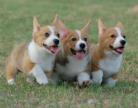 Corgis Corgi Corgi Dog Crazy Corgi