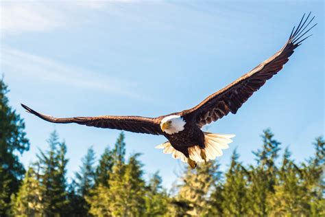 Bald Eagle Ready To Attack Whenever The North American Bal Flickr