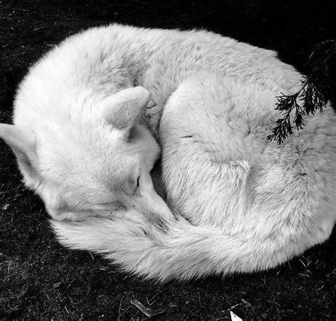 Divine White Angelo In 2020 Wolf Dog Sleeping Wolf Animals