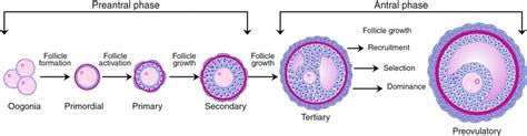 Schematic Sequence Of Complete Follicular Development Preantral Phase