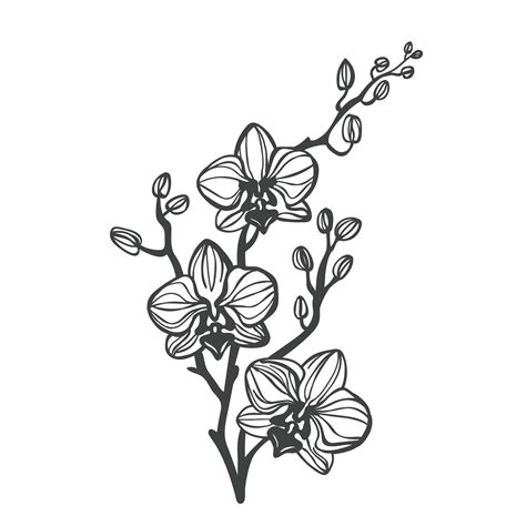 Black And White Flower Tattoo Black Line Tattoo Flower Line Drawings