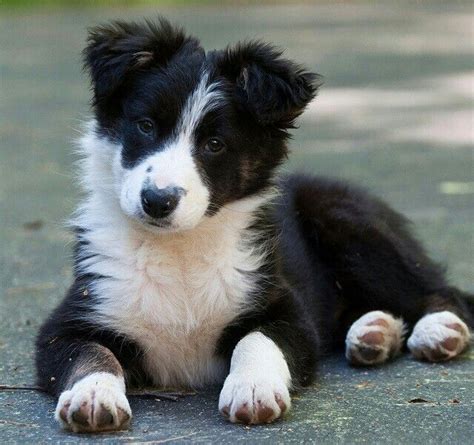 Pin By Laura Aymerich On Border Collie Collie Puppies Dogs Border