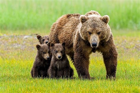 Bears Bear Baby Animal Cub Wildlife Predator Animal Hd