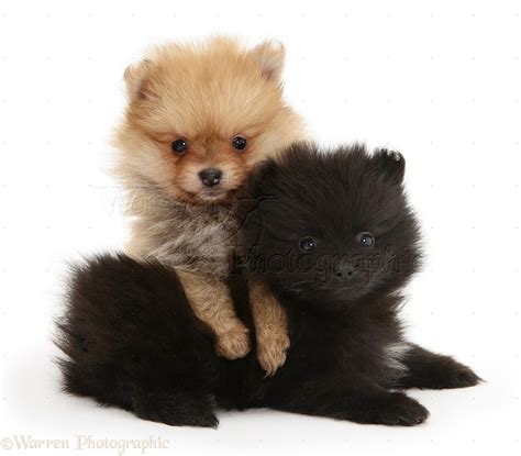 Dogs Two Pomeranian Pups Photo Wp11416