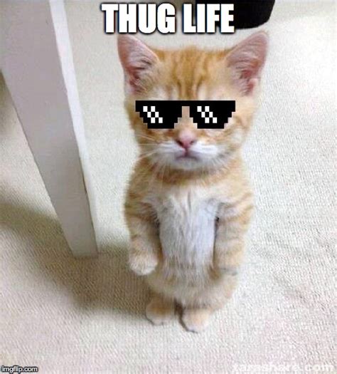 Image Tagged In Cute Cat Thuglife Imgflip