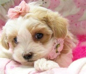 Red maltipoo puppies raised in the home. maltipoo puppies for sale in texas | Cute Baby Animals ...