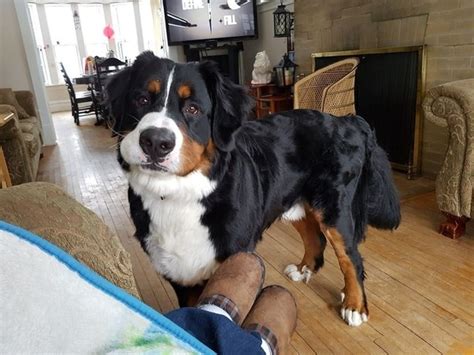 What Are Some Great Names For A Male Bernese Mountain Dog