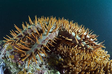 Scientists Say A Plague Of Sea Stars Is Devastating Pacific Coral Reefs