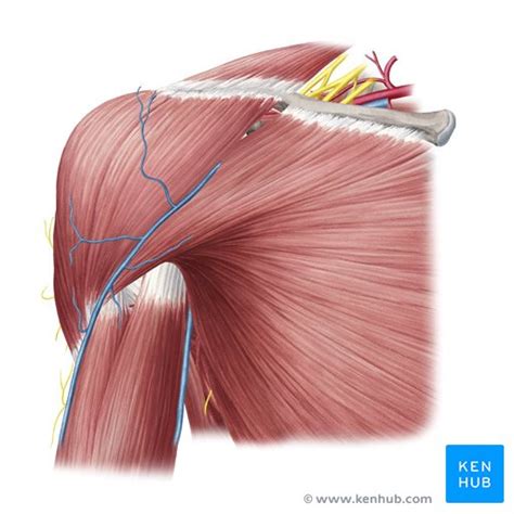 Shoulder Muscles Anterior View