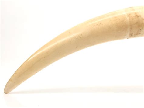 Lot African Scenic Hand Carved Ivory Elephant Tusk
