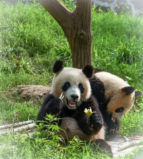 Chengdu China Two Giant Pandas Eating Bamboo Photograph By Mark