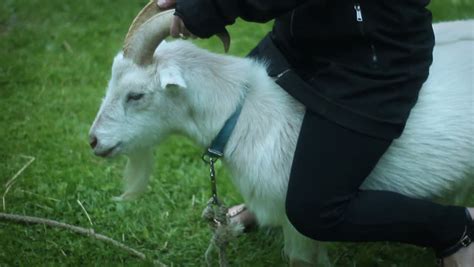Tanzanian village life,(the massai skinning a goat ). Animal Cruelty Concept - Woman Stock Footage Video (100% ...