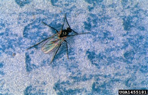 Darkwinged Fungus Gnats Genus Bradysia