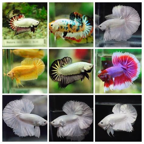 All About Betta Fish Types Of Betta Fish