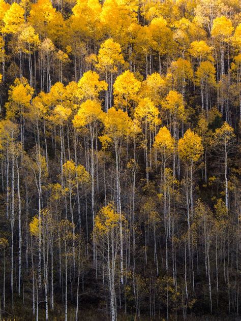 Quaking Aspen Tree Facts How To Grow Quaking Aspen Trees