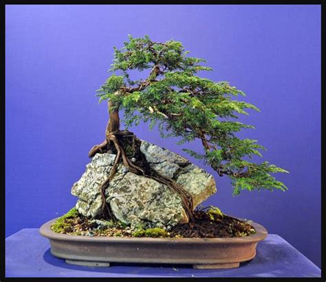 Pretty Pine Tree Bonsai On Rock Indoor Bonsai Tree Bonsai Plants