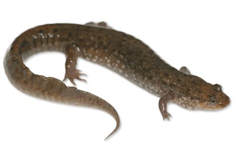 Desmognathus Monticola Seal Salamander Herps Of Arkansas