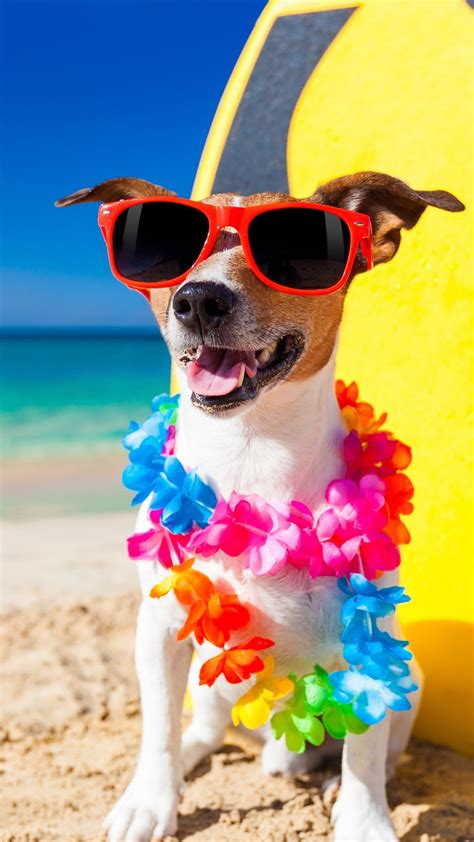 Funny Dog Sunglasses Beach Sands 1080x1920 Iphone 8766s Plus