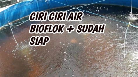 Pgmi 04 dosen pembimbing : CIRI - CIRI MEDIA AWAL SISTIM BIOFLOK SUDAH SIAP - YouTube