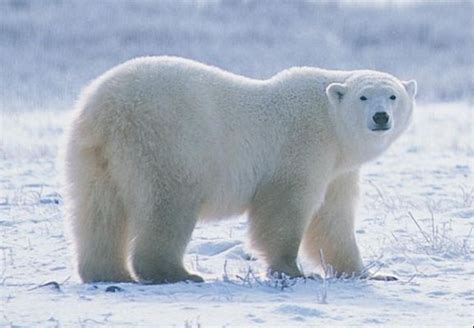 Polarni Medved Je Na Norveškem Napadel Skupino Britanskih Turistov In