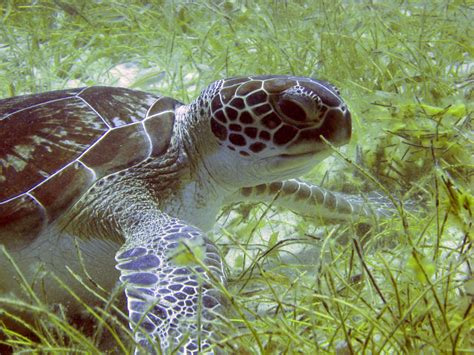 Green Turtle Caribbean Coral Reef Food Web Inaturalist