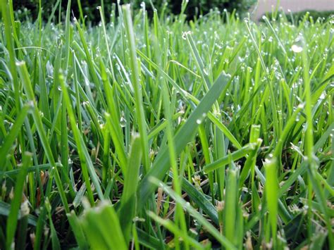 Types Of Grasses Warm Season Vs Cool Season Ryan Lawn And Tree