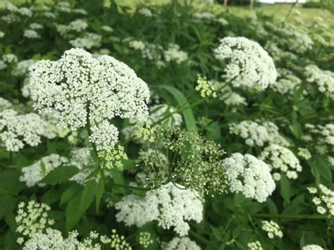 60 Maine Countryside With Wildflowers Stock Photos Pictures And Royalty