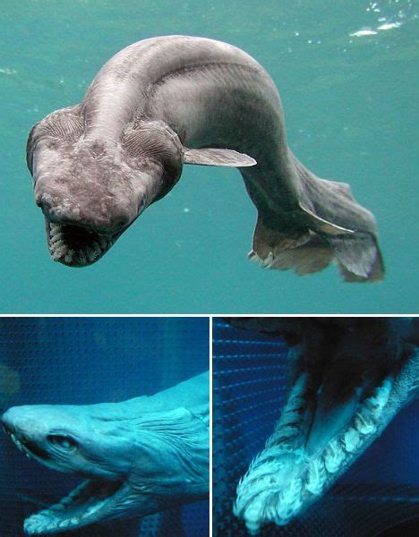 The Frill Shark Has A Large Mouth With 25 Rows Of 300 Sharp Teeth Six